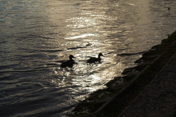Silhouette of two ducks in the dark on the river
