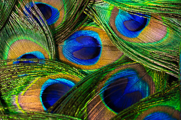 Feathers of tropical peacock bird. Macro, close-up view. Beautiful animals. color accuracy of nature.