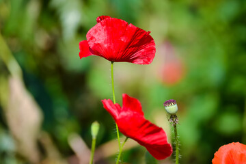 Red poppy in the garden on a bright day