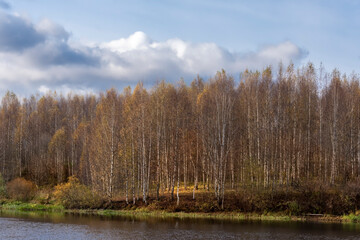 Fototapeta na wymiar Autumn forest by the river. Scenery.