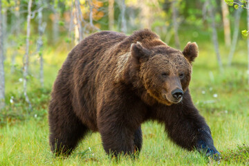 Obraz na płótnie Canvas bear untouched nature of finland scandinavia europe