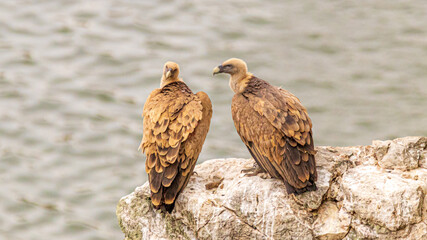 griffon vulture