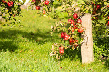 A branch of an apple tree with red apples under which there is a board as a backup
