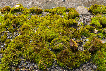the moss growing on paved roads