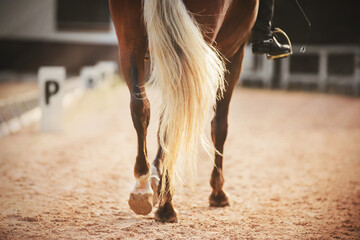 Hooves and long light tail of a beautiful sports horse that participates in dressage competitions...
