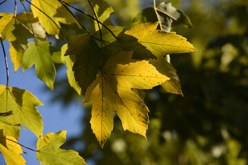 Herbstblätter, Blätter im Herbst