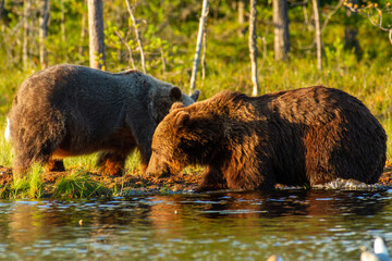 brown bear woods and taiga lakes untouched nature of finland scandinavia europe
