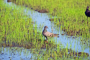 dove in grass