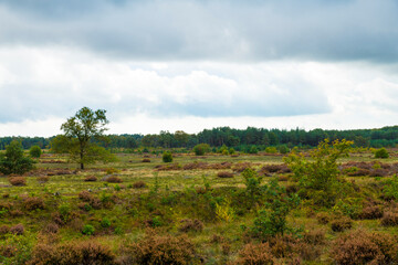 Obraz premium heather fields in the veluwe in the netherlands