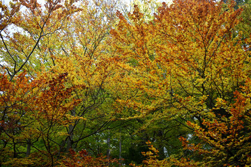 intensiv gelbes, rotes und braunes Laub auf Bäumen im Wald herbstliche Farben