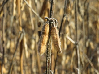 Bunch of soybeans beautiful background wonderful photo