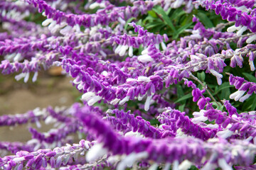 Obraz premium Mexican bush sage flowers in Autumn