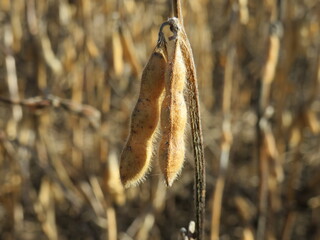 Bunch of soybeans beautiful background wonderful photo