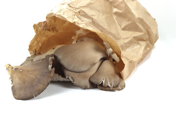 large plant mushrooms grown for food