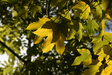 Herbstblätter, Blätter im Herbst