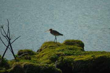 Islande, parc national &THORN;ingvellir