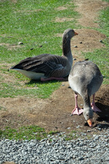 Islande, parc national Þingvellir, les oies