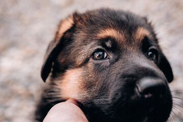Large portrait of a charming one-month-old German shepherd puppy of black and red color with big bright eyes. German shepherd dog kennel.