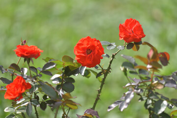 A fiery orange rose flower blooming in the garden