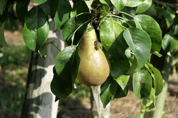 Pear tree in autumn with hungry wasp on the pear fruit