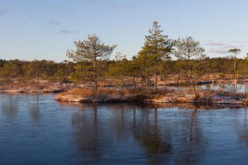 Swamp lake with islands in sunny winter day in sunrise