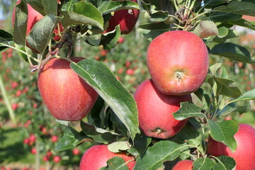 Juicy red flawless apples on the tree of an organic fruit plantation