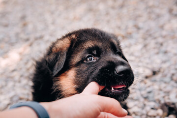 A beautiful little black - and-red German shepherd puppy bites a person's fingers, sharpens its baby teeth and bites. A Sheepdog puppy with big intelligent eyes.