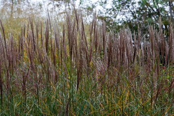 Maiden grass (miscanthus sinensis 'Yaku Jima) garden