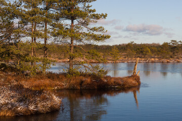 Obraz premium Swamp lake with islands in sunny winter day in sunrise