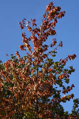 Herbstblätter, Blätter im Herbst
