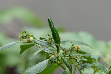 The chili tree is producing green fruit.