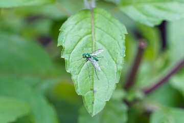 bug on leaf