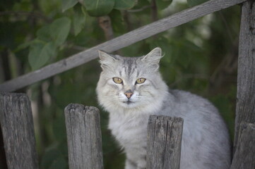Gray cat in dull colors
