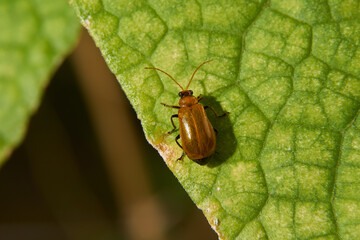 a brown bug on the green leaf with shadow