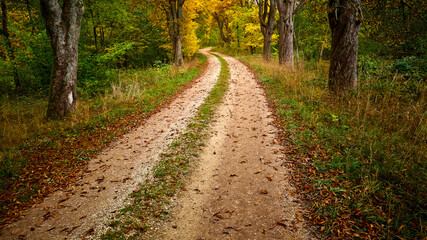 Fototapeta na wymiar Dirt road in the autumn forest.
