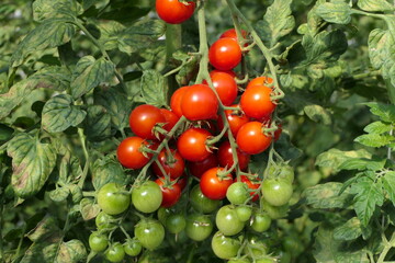 Dense tomato bush with juicy red mini tomatoes and ripening green fruits