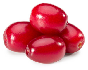 dogwood berries isolated on white background. clipping path. full depth of field