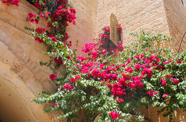 Blooming Nerium Oleander flowers in pots at patio in ancient Sassi neighborhood, Matera,...