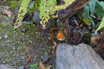 Robin is the most loved common UK bird. If you want to attract some to your garden start putting out old fruit Robins are full of character as well as song birds fight for their territory to the death