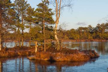 Swamp lake with islands in sunny winter day in sunrise