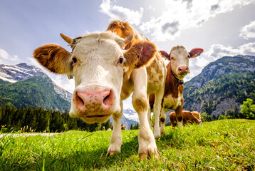 Fototapeta na wymiar cows at the eng alm in austria