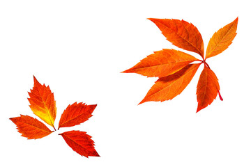 Bright autumn foliage isolated on white background	
