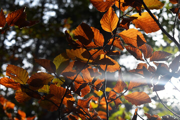 Braune Buchenblätter im herbstlichen Wald, gelbbraune Herbstfarben