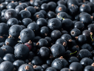 Fresh ripe black currant. Summer vitamins a