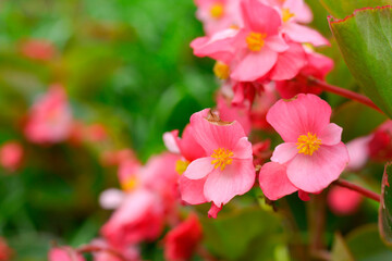 Orange flowers bloom beautifully in the garden.