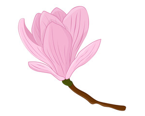 Magnolia pink flower vector illustration
