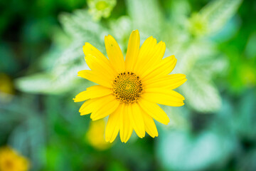 Beautiful yellow blooming heliopsis in the garden. Selective focus. Shallow depth of field. 