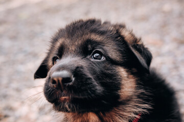 Large portrait of a charming one-month-old German shepherd puppy of black and red color with big bright eyes. German shepherd dog kennel.