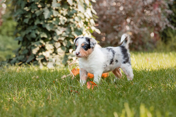 Border Collie puppy in nature