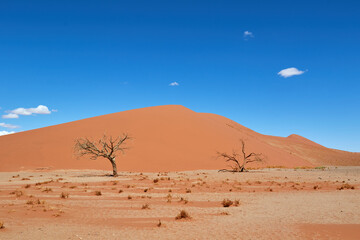 Fototapeta na wymiar Sand dune in Namib-Naukluft National Park
